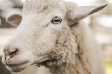 осторожно: Оспа овец и коз - фото - 1